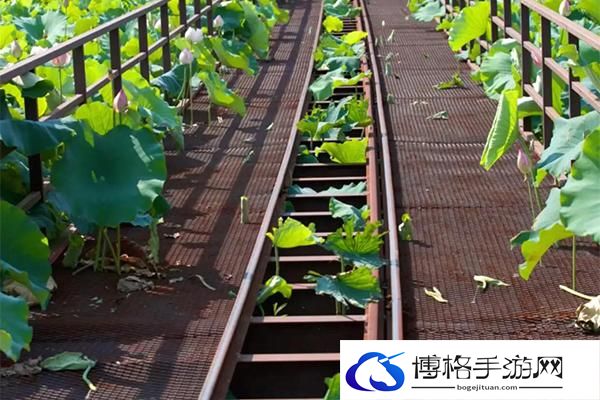 2024崇明荷花博览园门票多少钱