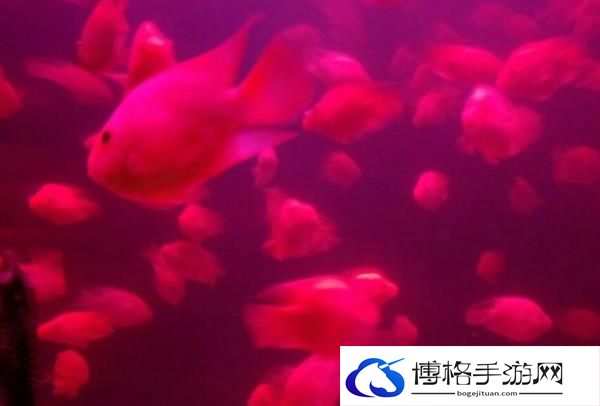 六安海洋大世界门票多少钱一张2024
