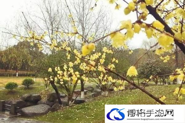 合肥植物园12月有什么花