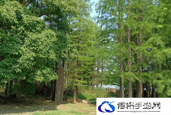 合肥植物园开放了吗2024
