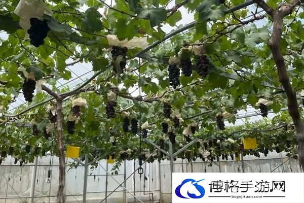 2024马陆葡萄主题公园门票多少钱