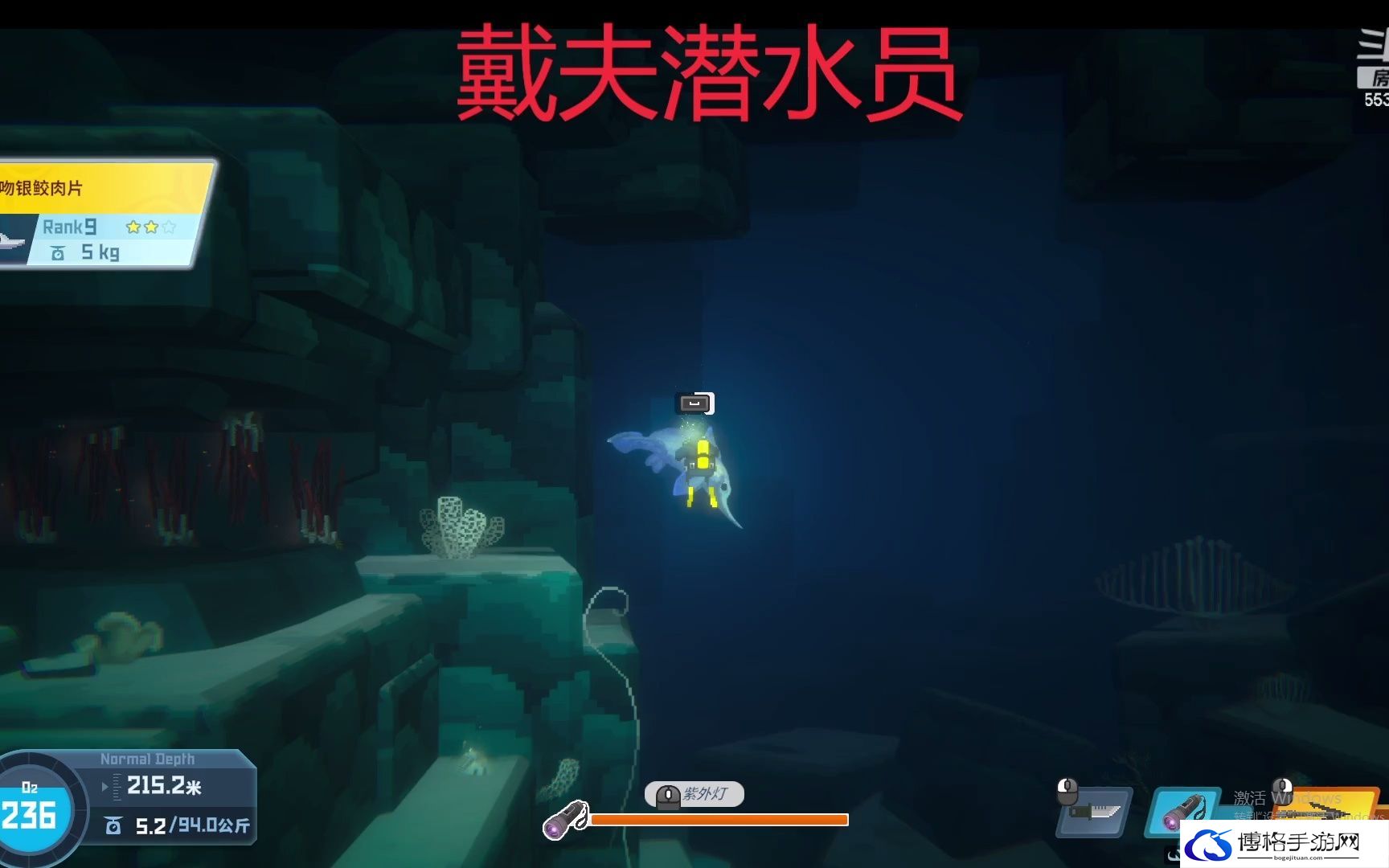 潜水员戴夫南露脊海豚拍照技巧